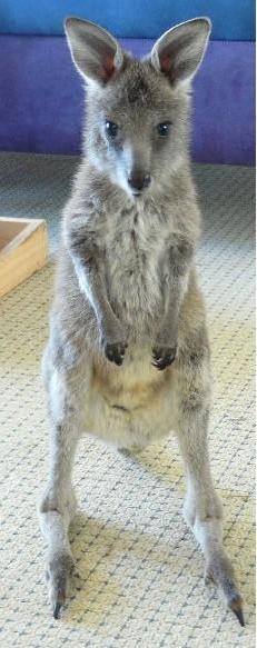 joeys2