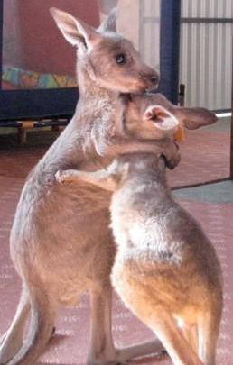 joeys3