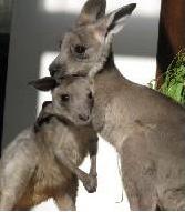 joeys4