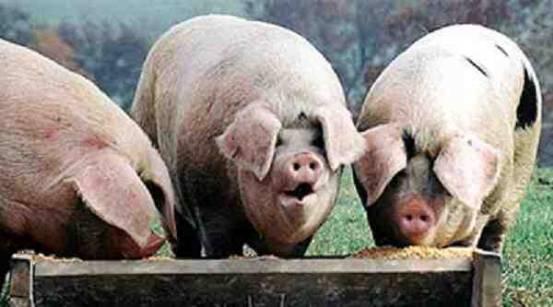 pigs-at-trough
